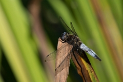David Plant Photography - Wildlife Photography - Scarce chaser - F